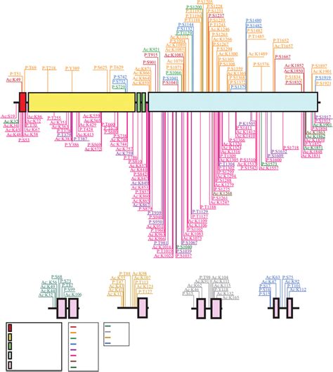 Posttranslational Modifications Of Human Myosin Heavy And Light Chains