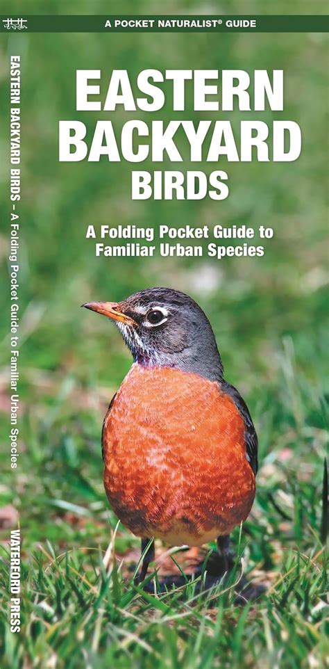 Eastern Backyard Birds A Folding Pocket Guide To Familiar Urban