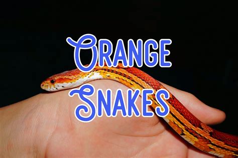 13 Vivid Orange Snakes You Might Encounter (with Pictures)