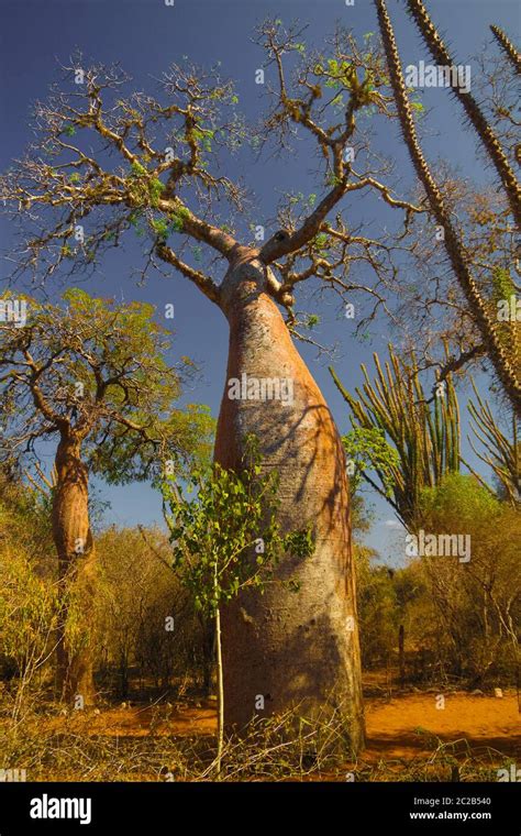 Landscape With Adansonia Rubrostipa Aka Fony Baobab Tree In Reniala