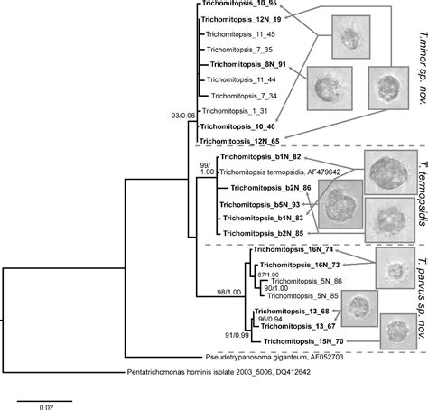 Wolbachia endosymbiont of Zootermopsis angusticollis | Semantic Scholar