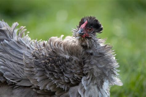 250 Pollo Frizzle Fotografías De Stock Fotos E Imágenes Libres De Derechos Istock