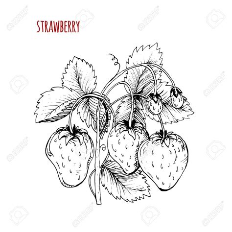 The best free Strawberry drawing images. Download from 602 free drawings of Strawberry at ...