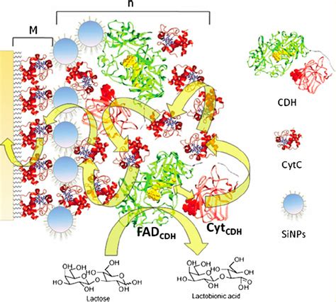 Schematic Representation Of A Supramolecular SiNP CDH Cyt C