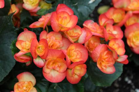 Begonia Best Varieties Planting Guide Care Problems And Harvest