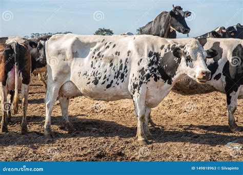 Dairy Cows Of The Holstein Breed Friesian Grazing On Field Stock Image