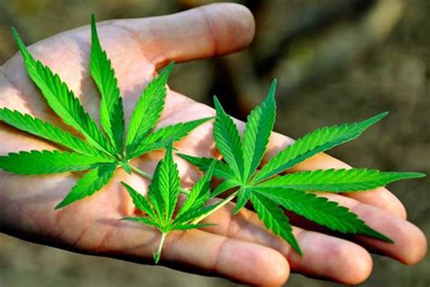 Homem Detido Por Cultivo De Cannabis Em Sagres Postal Do Algarve