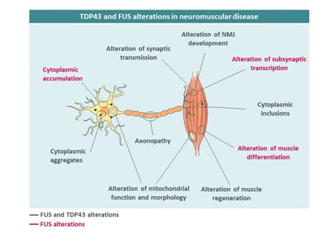 Role Of Rna Binding Proteins With Prion Like Domains In Muscle And Neuromuscular Diseases