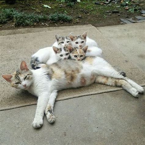 Mothers Day 15 Adorable Mama Cats And Their Kittens [pictures