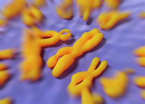 Human Chromosomes Photograph by Alfred Pasieka - Pixels