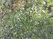 Colletia Paradoxa Wikimedia Commons