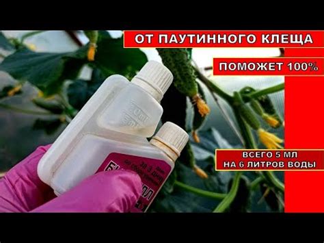 ОГУРЦЫ МОМЕНТАЛЬНО ОЖИЛИ, КАК ИЗБАВИЛИСЬ ОТ ПАУТИННОГО КЛЕЩА В ТЕПЛИЦЕ ...