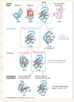 Biochemistry Exam Flashcards Quizlet