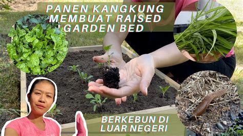 Panen Kangkung Sultan Membuat Raised Bed Garden Transplant Bibit