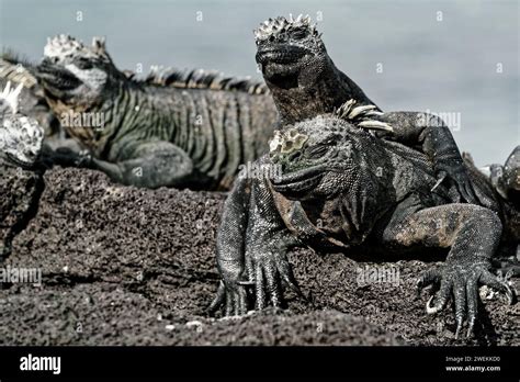 Galapagos Marine Iguana Mates Sunbathing Together Espinosa Point On