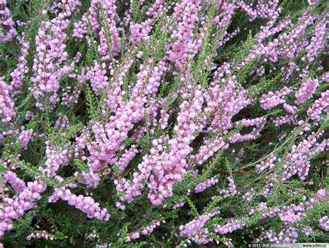 Calluna Vulgaris Beale V Es Obecn