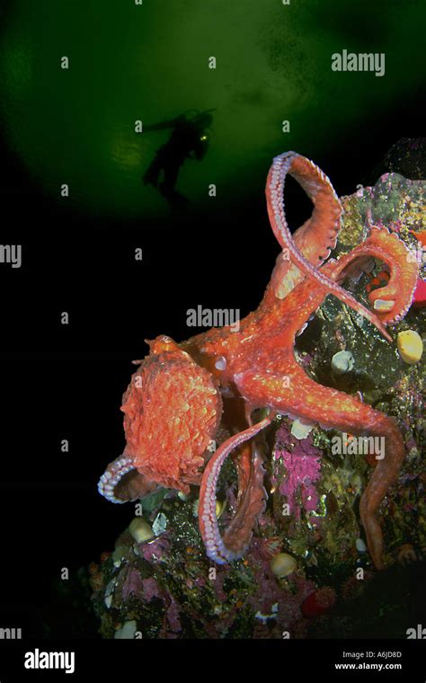bc diver  giant octopus  james foley blog