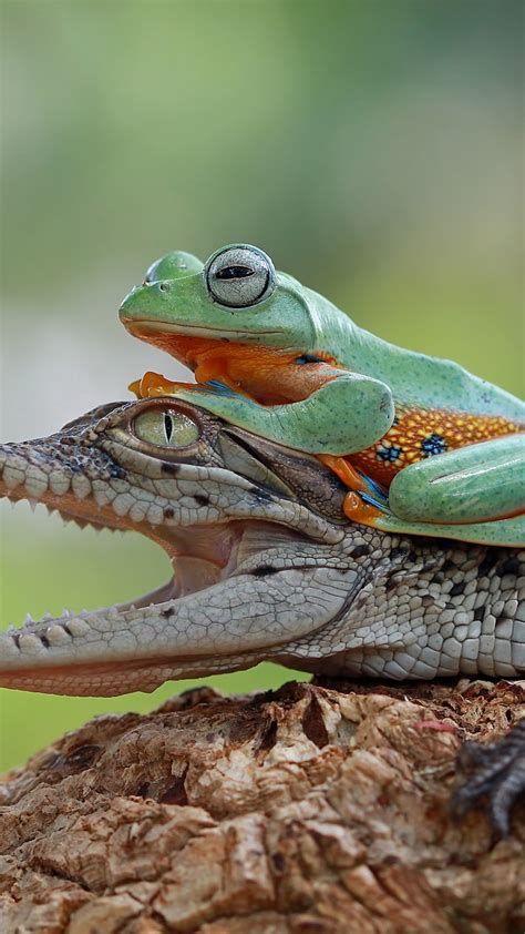 10 images of unlikely animal relationships: See why they work