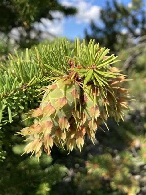 Common Douglas Fir From Crowsnest Pass Crowsnest Pass Ab Ca On