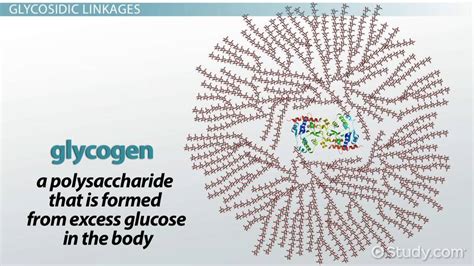 Glycogen Definition Storage And Breakdown Video And Lesson Transcript