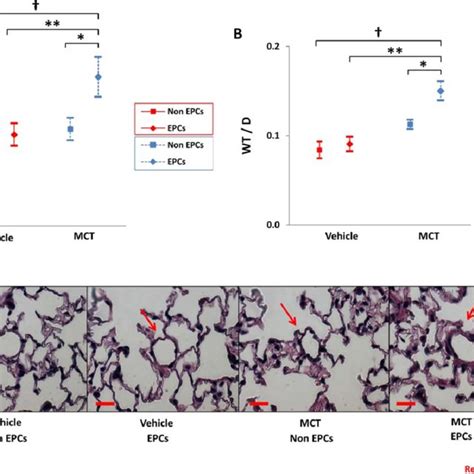 Mice Transplanted With Bone Marrow Cells From Mice With Mct Induced