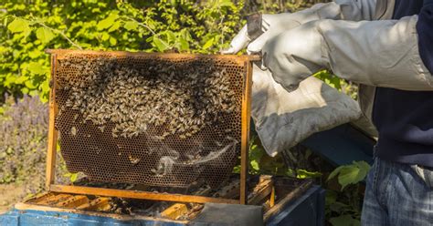 how to start a beehive at home