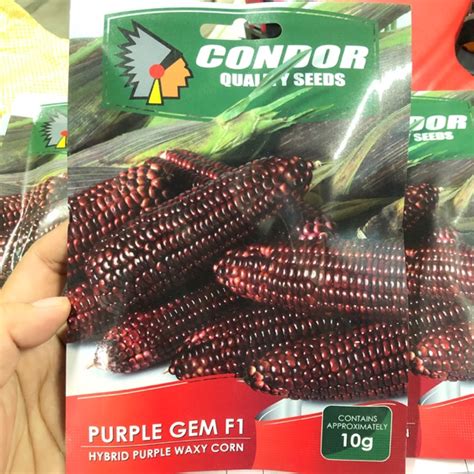 Hybrid Corn Seeds Condor Hybrid Purple Waxy Corn Purple Gem F Seeds