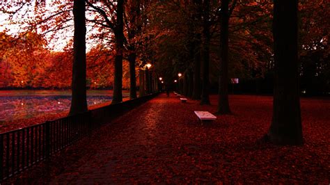 Fondos de pantalla luz de sol Árboles luces bosque otoño puesta