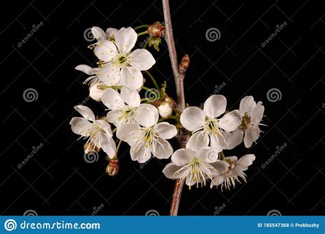 Dwarf Cherry Prunus Cerasus Inflorescence Closeup Stock Photo Image