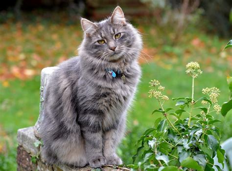 Top Grey Cat Breeds You Ll Love With Pictures I Off