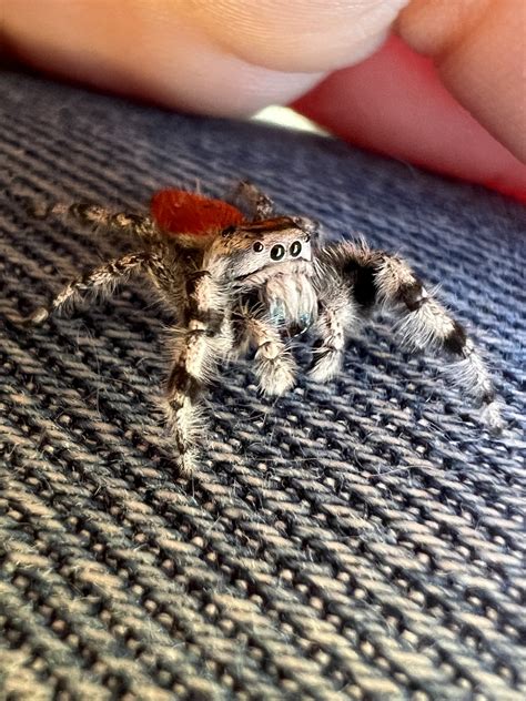 Phidippus Johnsoni Johnson Jumping Spider In Los Angeles California