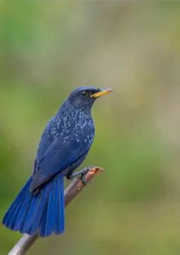 Gallery | Corbett National Park