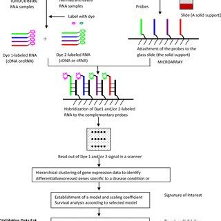 Gene Signature Identification And Characterization Gene Signature Is