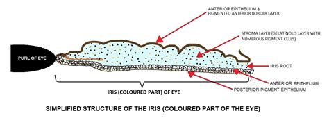 Cat Iris Chart