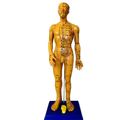 Buy Human Body Acupuncture Model Full Body Meridian Acupuncture