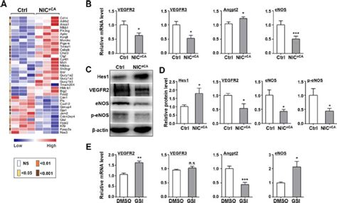 Endothelial Notch Activation Down Regulated Vegfr And Enos A