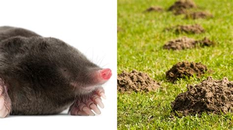 Identifying Mole Runways and Burrows: How to Get Rid of Moles