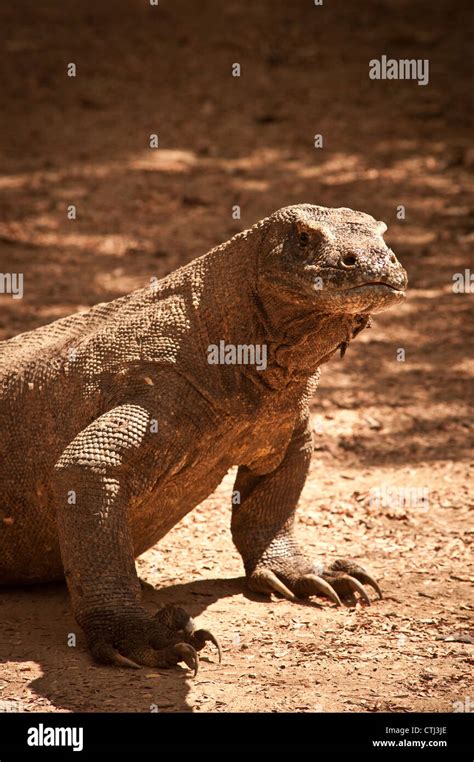 Gambar Komodo Dragon Cabai