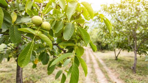 Unveiling The Truth Behind The Garden Myth Planting Near Walnut Trees