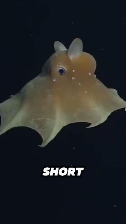 Facts About Octopuses Shorts Youtube