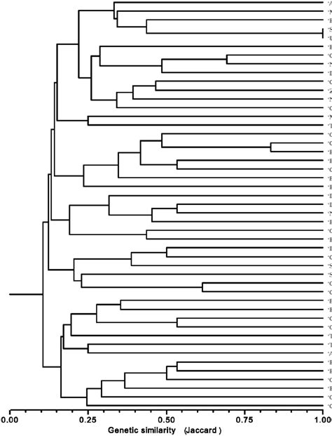 Dendrogram Of 47 Italian Olive Varieties Analysed Based On Genetic