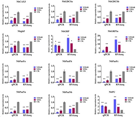 Differential Gene Expression Analysis Using RNA Seq In The 51 OFF