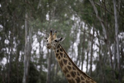 Animal Jirafa Mamífero Foto Gratis En Pixabay Pixabay