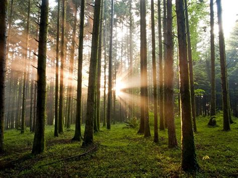 10 Most Beautiful Forests In Italy