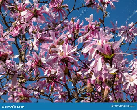 Pink Star Shaped Flowers Of Blooming Star Magnolia Magnolia Stellata