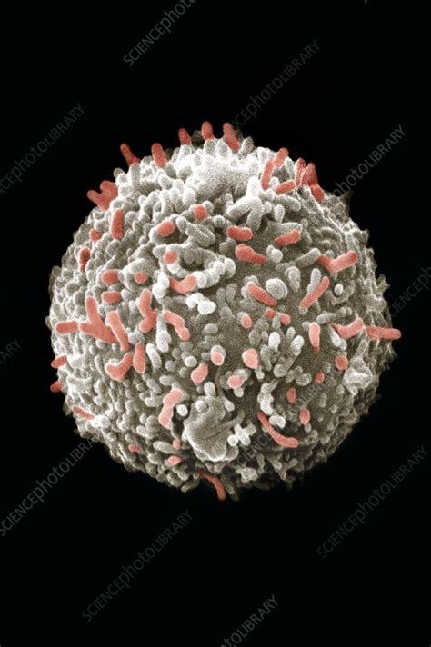 Antibody Production By A Hybridoma Cell Stock Image C0545508 Science Photo Library