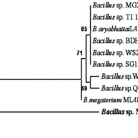 Phylogenetic Tree Of Isolated Bacterial Bacillus Spm1 Download