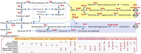 Frontiers Dissimilar Gene Repertoires Of Dickeya Solani Involved In The Colonization Of