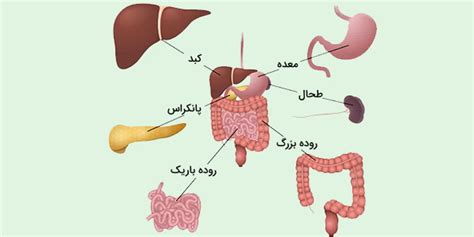 لوله گوارش انسان ساختار، اجزا و عملکرد به زبان ساده فرادرس مجله‌