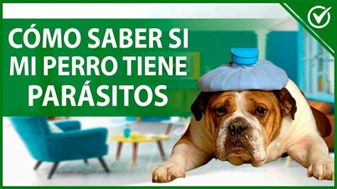 🐶 Parásitos Intestinales En Mi Perro Causas Síntomas Tratamiento Y